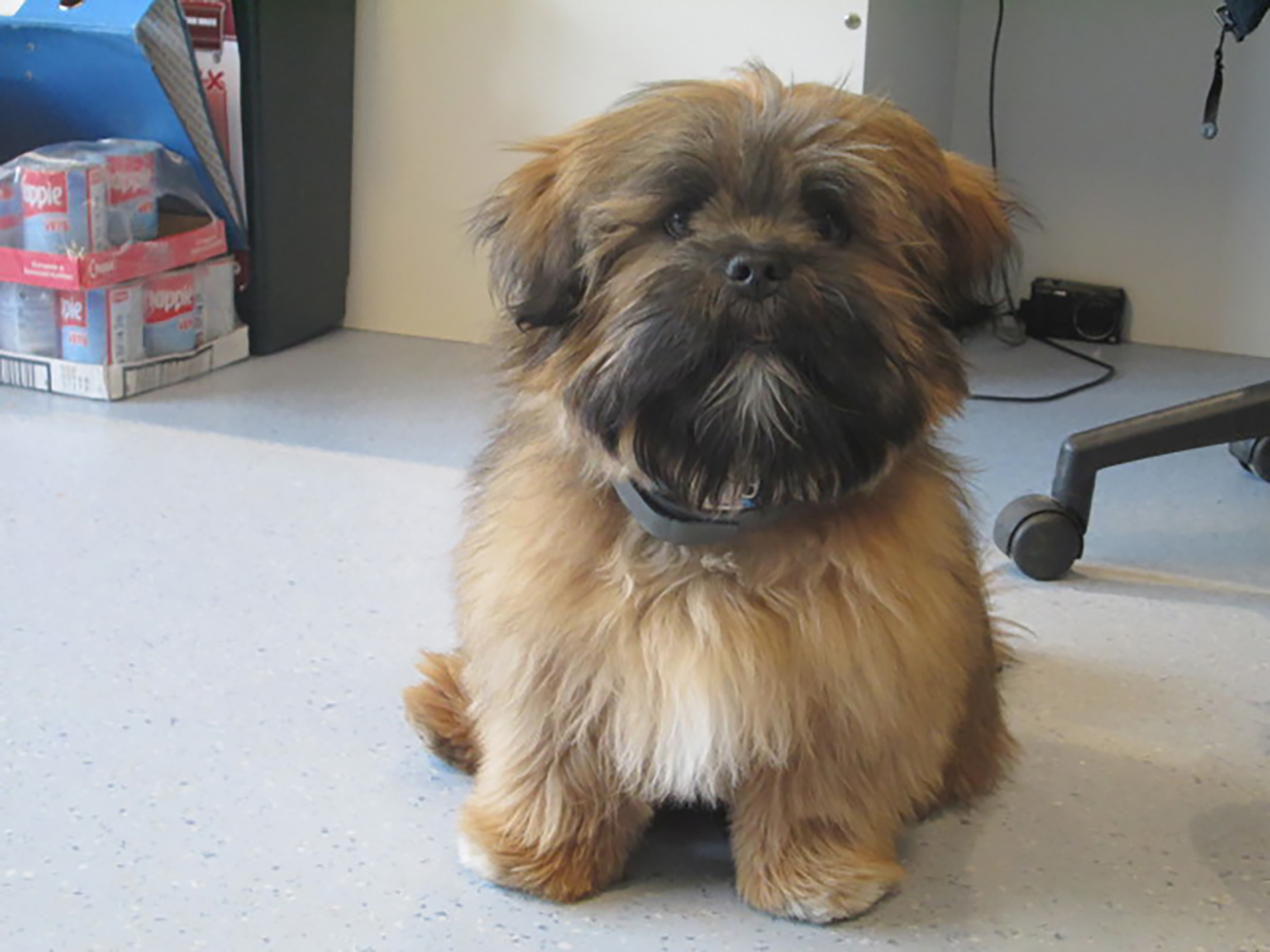 Lhasa apso shop rescue centre
